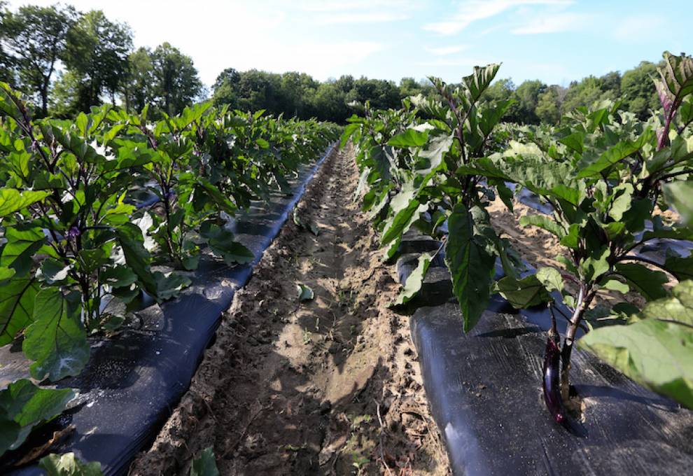 XenTari WG biological insecticide label extended The Grower